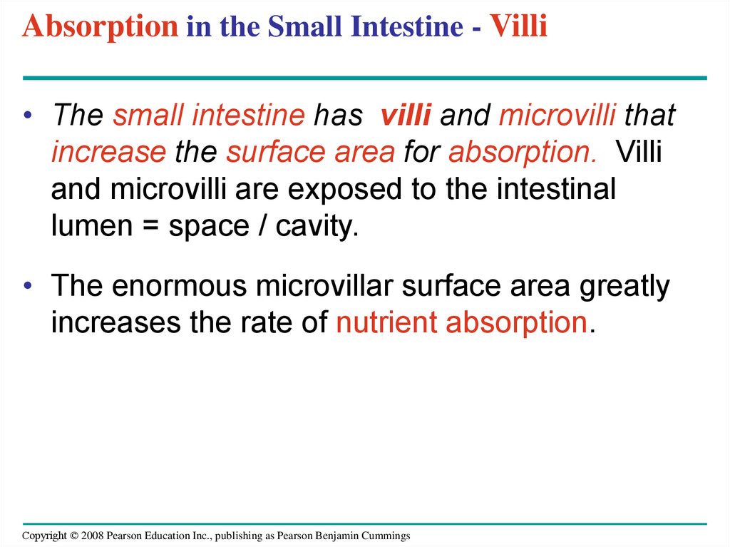 Absorption in the Small Intestine - Villi