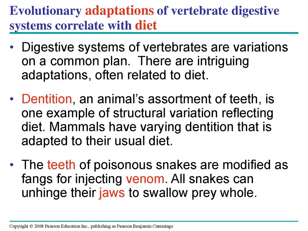Evolutionary adaptations of vertebrate digestive systems correlate with diet