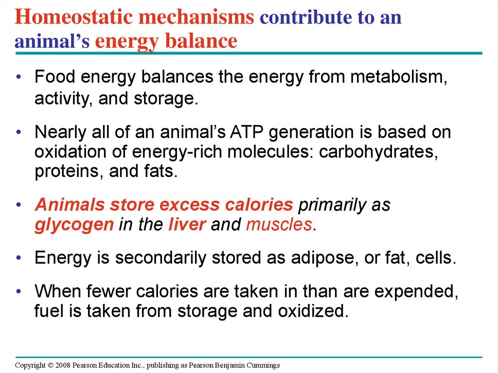 Homeostatic mechanisms contribute to an animal’s energy balance