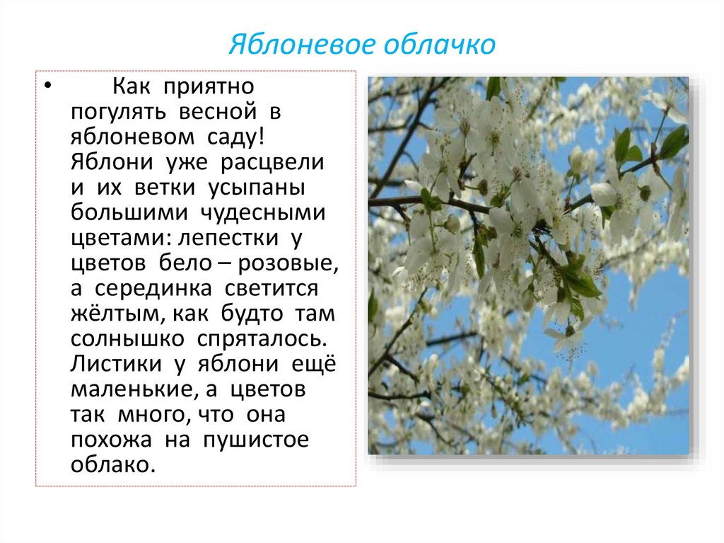 Сочинение по картине цветущие яблони. Цветущая яблоня стихи. Стих про Яблоневый сад. Фразы о цветущих яблонях. Стихи про Яблоневый цвет.