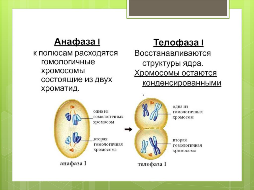 Телофаза 2n2c рисунок