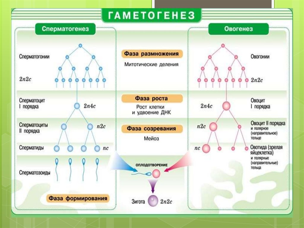 Сколько разных типов гамет образуется у мужской особи обозначенной на схеме родословной цифрой 2