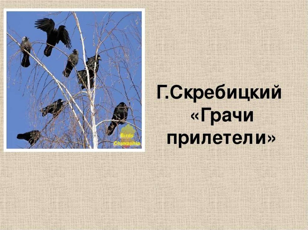 Сладков грачи прилетели. Вестники весны. Грачи прилетели. Скребицкого Грачи прилетели. Птицы вестники весны.