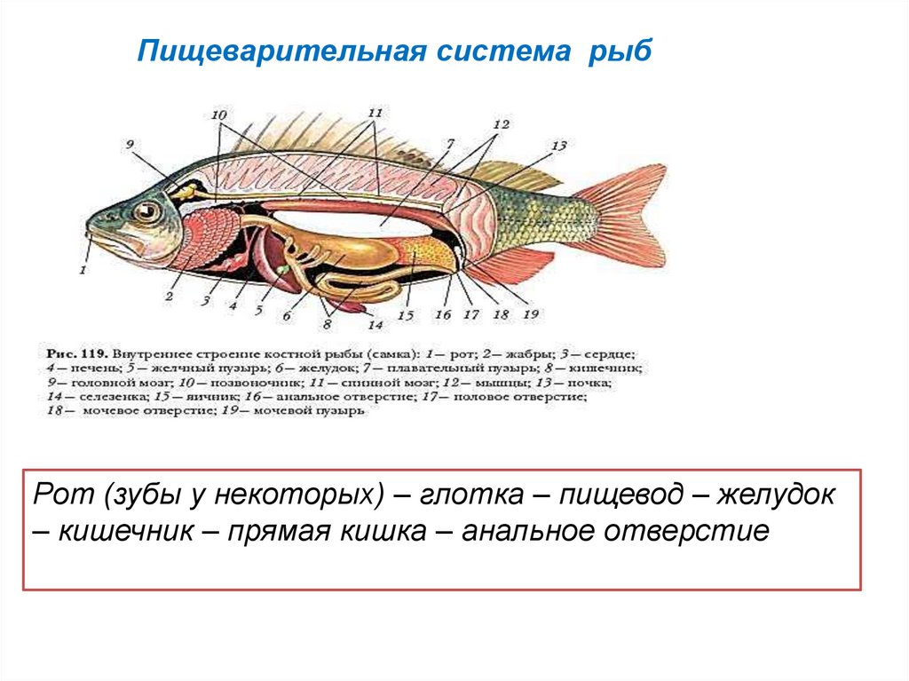 Какой рот у рыб. Пищеварительная система рыб 7 класс биология таблица. Пищеварительная система рыб 7 класс таблица. Органы пищеварительной системы рыбы. Схема пищеварительной системы рыб 7 класс.
