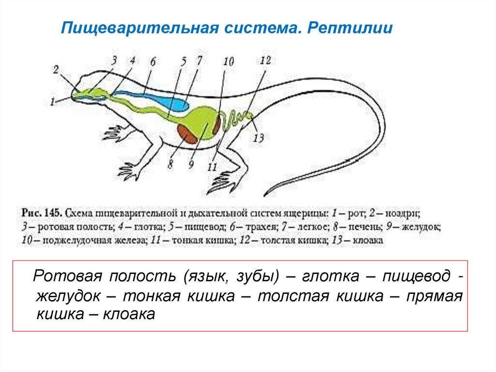 Кишечник рептилий. Пищ система пресмыкающихся. Пищеварительная система пресмыкающихся схема. Внутреннее строение пресмыкающихся схема. Пищеварительная система рептилий схема.