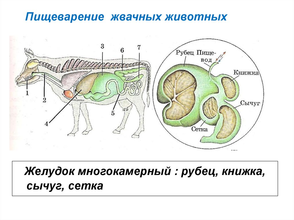 У каких животных короткий кишечник. Система пищеварения жвачных парнокопытных. Строение многокамерного желудка КРС. Строение пищеварительной системы жвачных животных. Отделы пищеварительной системы жвачных млекопитающих.