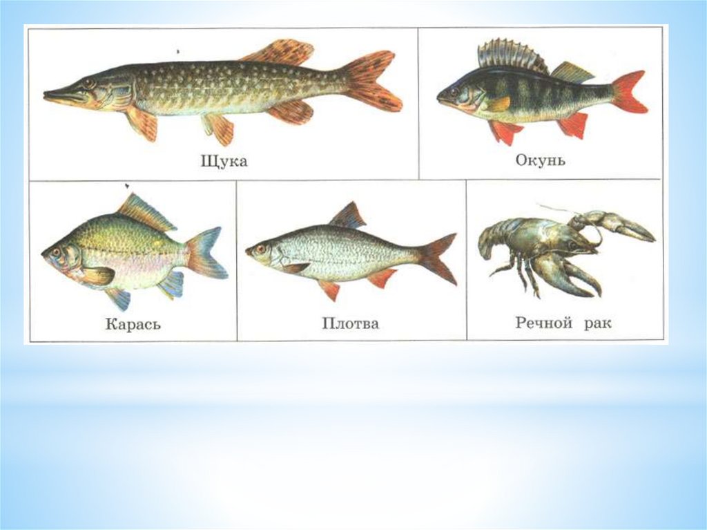 Картинка речные рыбы для детей. Речные рыбы для дошкольников. Речные и озерные рыбы. Названия пресноводных рыб для дошкольников. Речные рыбы названия для детей.