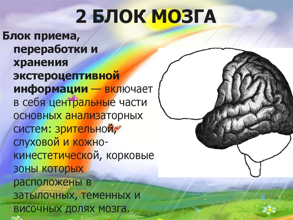 Блок 2 класс презентация. Блоки мозга нейропсихология. Второй блок мозга. 2 Блок мозга нейропсихология. 3 Блока мозга.