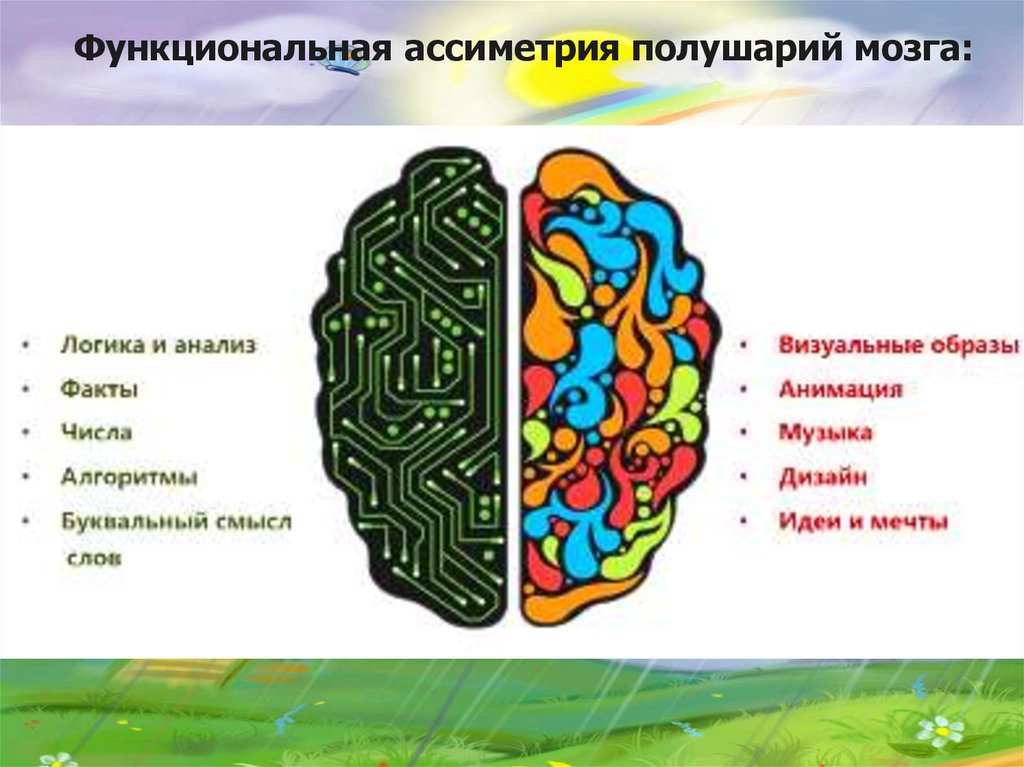 Разные полушария мозга. Функциональная асимметрия больших полушарий. Функции левого и правого полушария головного мозга у детей. Функциональная асимметрия полушарий головного мозга человека.. Функциональная межполушарная асимметрия мозга.