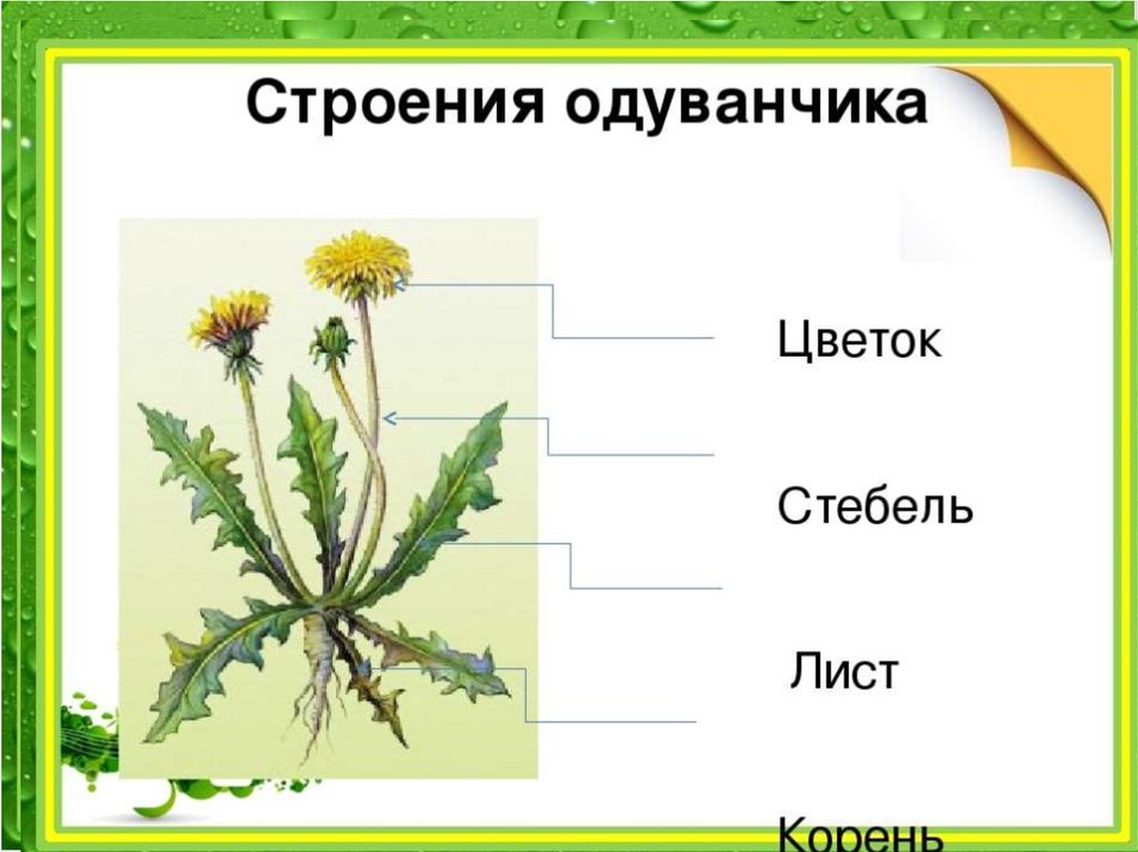 Развитие одуванчика в картинках для детей