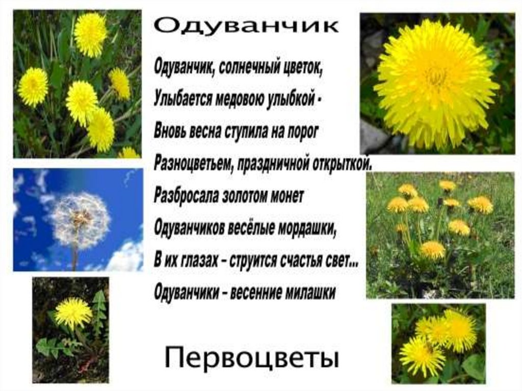 Слова песни про одуванчики. Одуванчик презентация. Рассказ про одуванчик. Проект про одуванчик 7 класс. Легенда про одуванчик для детей короткие.