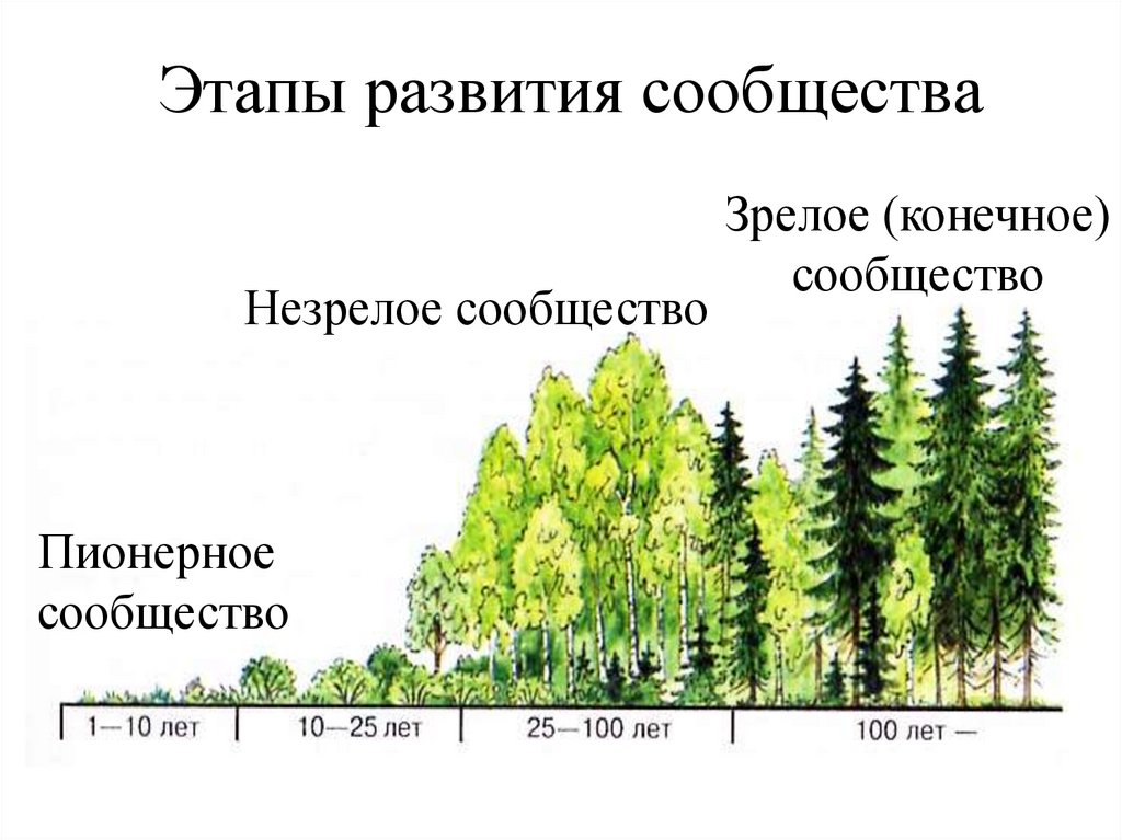 В процессе сукцессии в сообществе происходят. Сукцессия елового леса. Схема изменений происходящих во время сукцессии. Циклическая сукцессия.