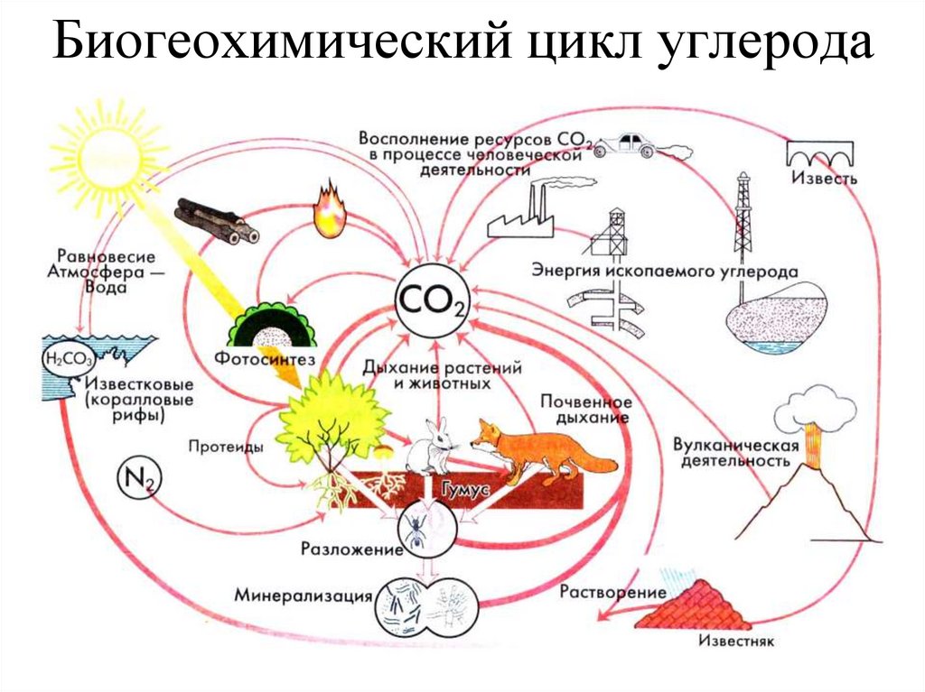 Круговорот углерода в природе презентация по биологии