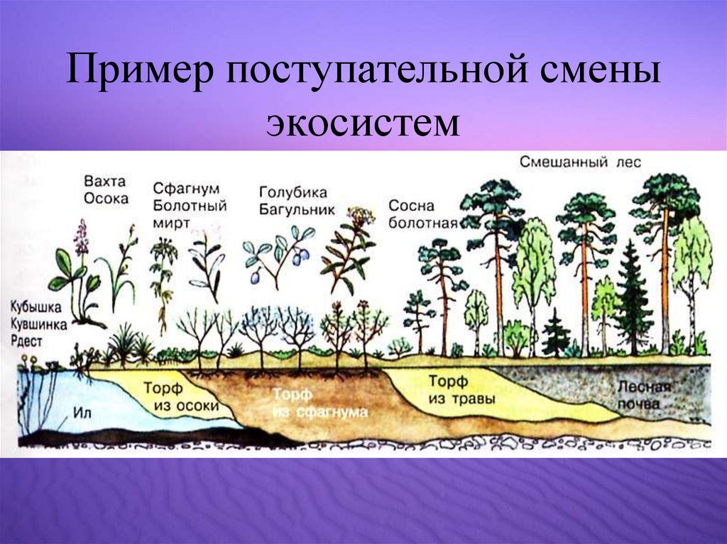 Естественная смена экосистем. Смена экосистем пример. Одна из главных причин смены экосистем..