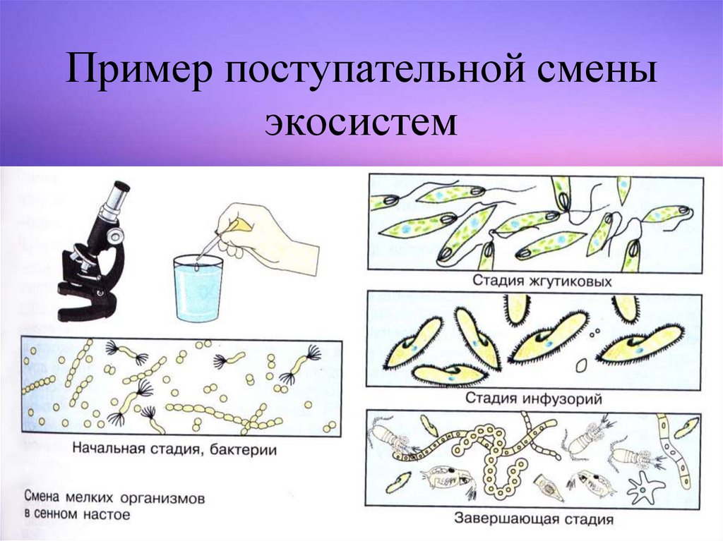 Примеры быстрой смены экосистем