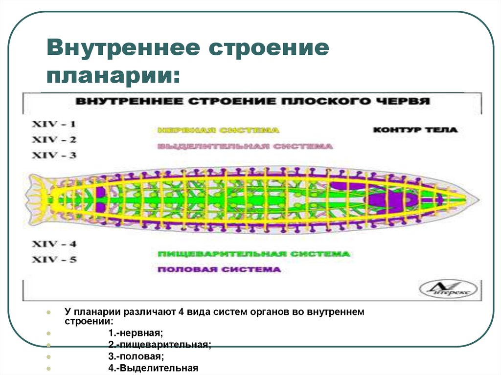 Системы органов планарии рисунки