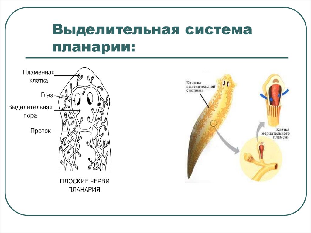 Установите соответствие белая планария