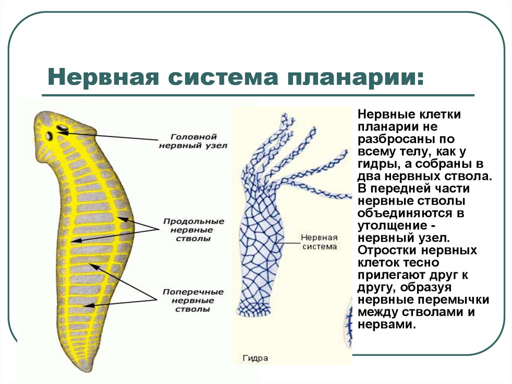 Сетчатая нервная. Лестничная нервная система у плоских червей. Нервная система планарии. Нервная система плоских червей планарии. Протонефридии у планарии.