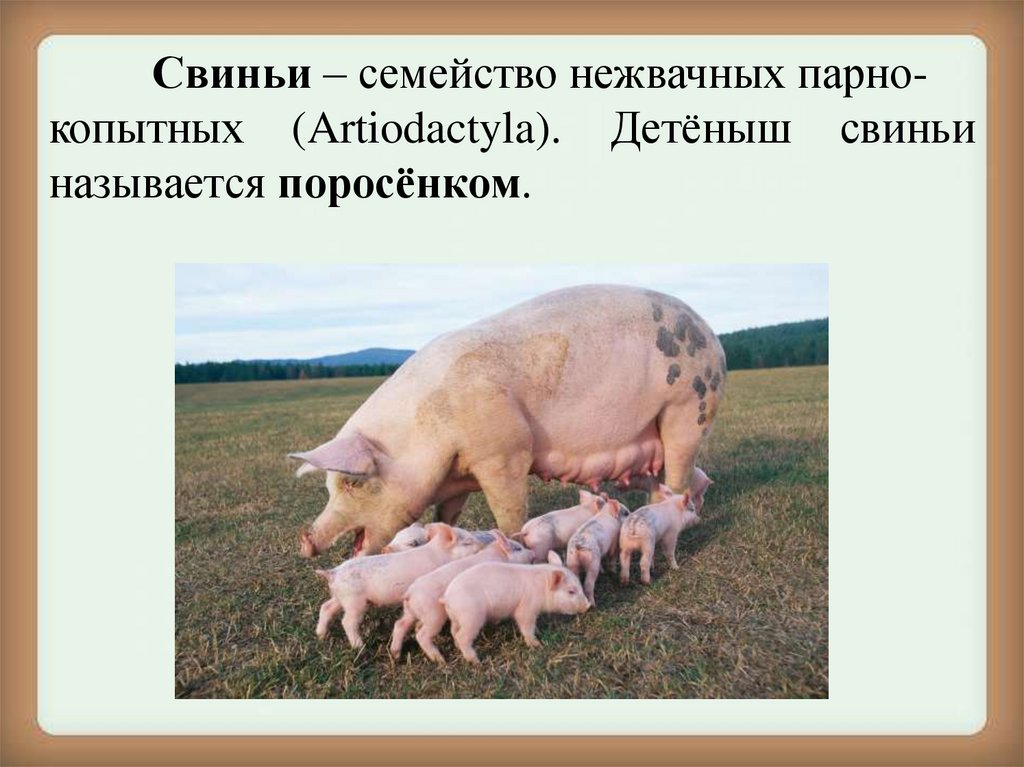 Принадлежащий свинье. Семейство свиней. Семья свиней. Семейство свиньи представители. Детеныш свиньи.