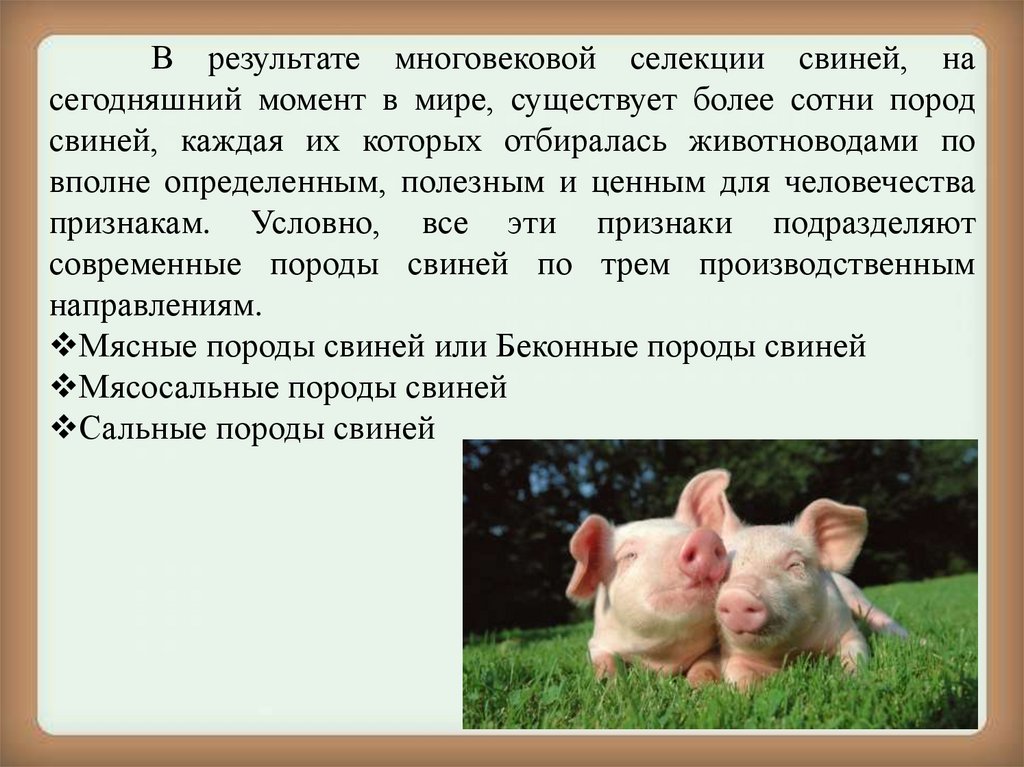 Сообщение о свинье