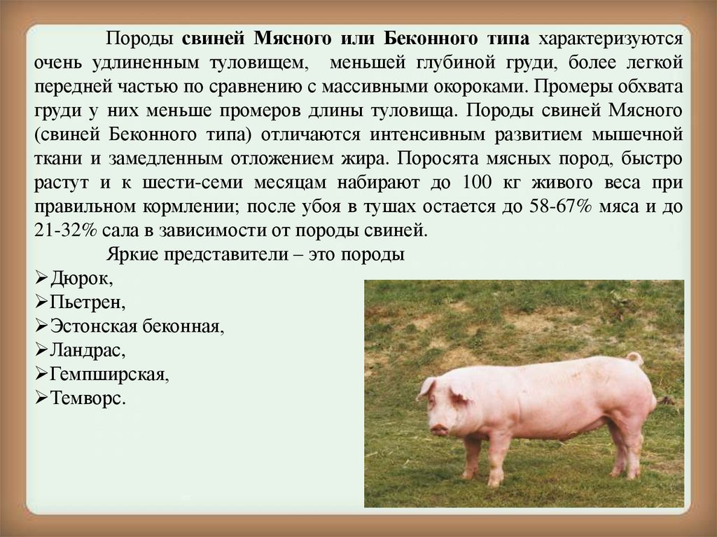 Принадлежащий свинье. Свинки Йоркшир, ландрас и дюрок. Порода поросят дюрок характеристика. Ландрас порода свиней поросята. Дюрок порода свиней характеристика.