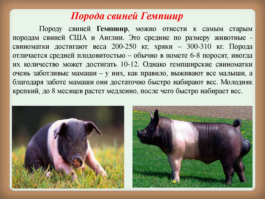 Свинья информация. Порода свиней ландрас дюрок. Дюрок порода свиней характеристика. Породы свиней мясные беконные и. Порода свиней Гемпшир.