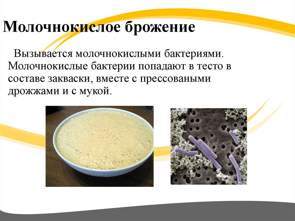 Бактерии молочнокислого брожения. Схема брожения бактерий. Бактерии брожения: молочнокислые бактерии. Молоснокислое бродегие.