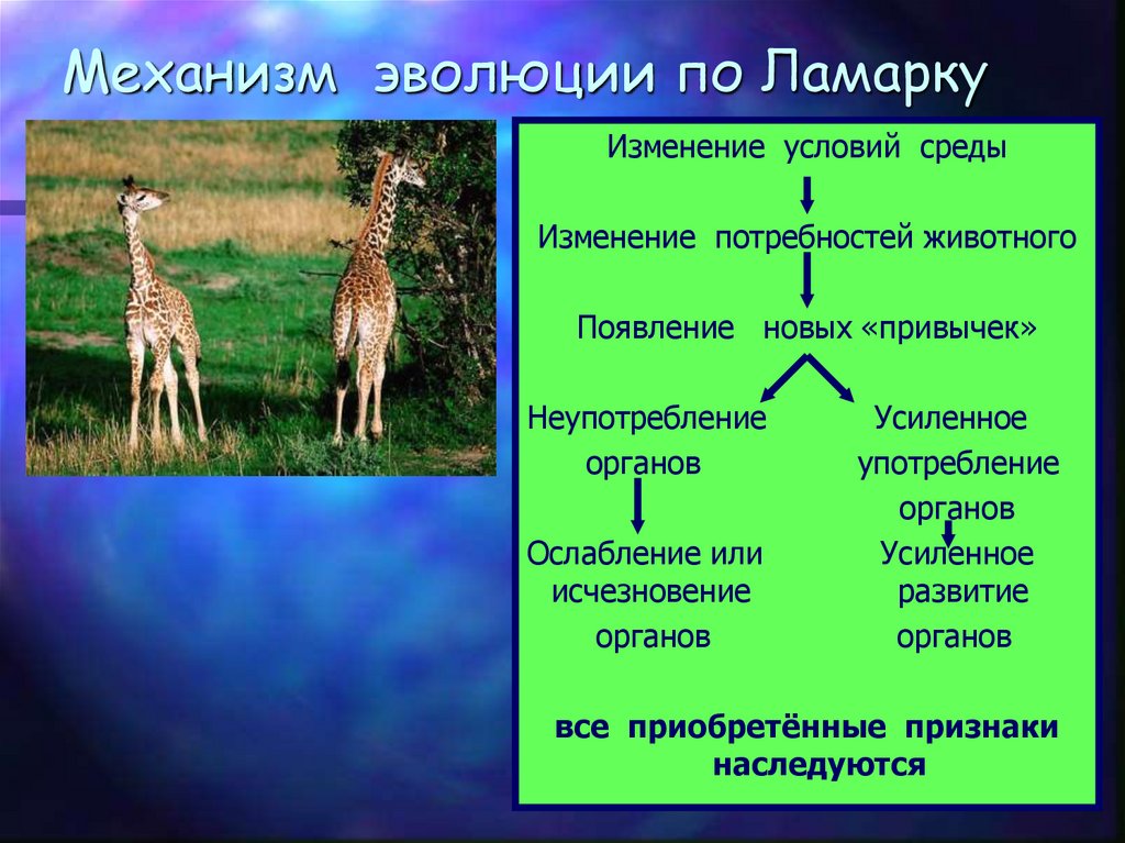 Механизм эволюции схема