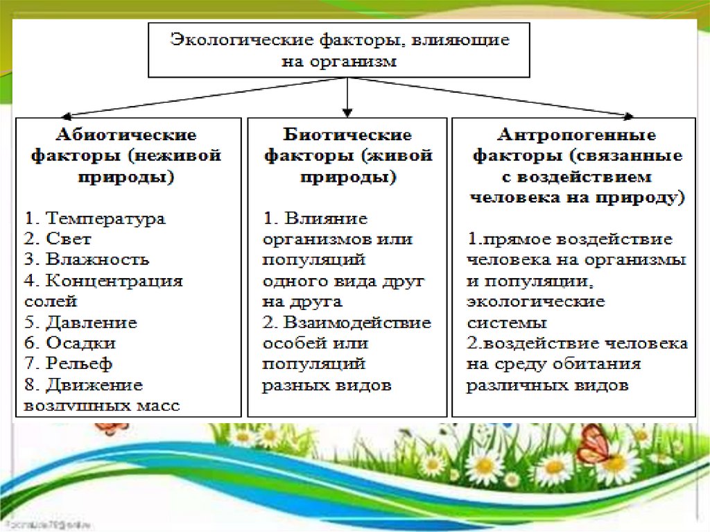 Пищевые связи в экосистеме 11 класс презентация. Пищевые связи в экосистеме 9 класс. Какие факторы среды взаимодействуют в биогеоценозе. Роль антропогенных факторов в эволюции видов и биогеоценозов.. Влияния антропогенных факторов на эволюцию биогеоценозов..