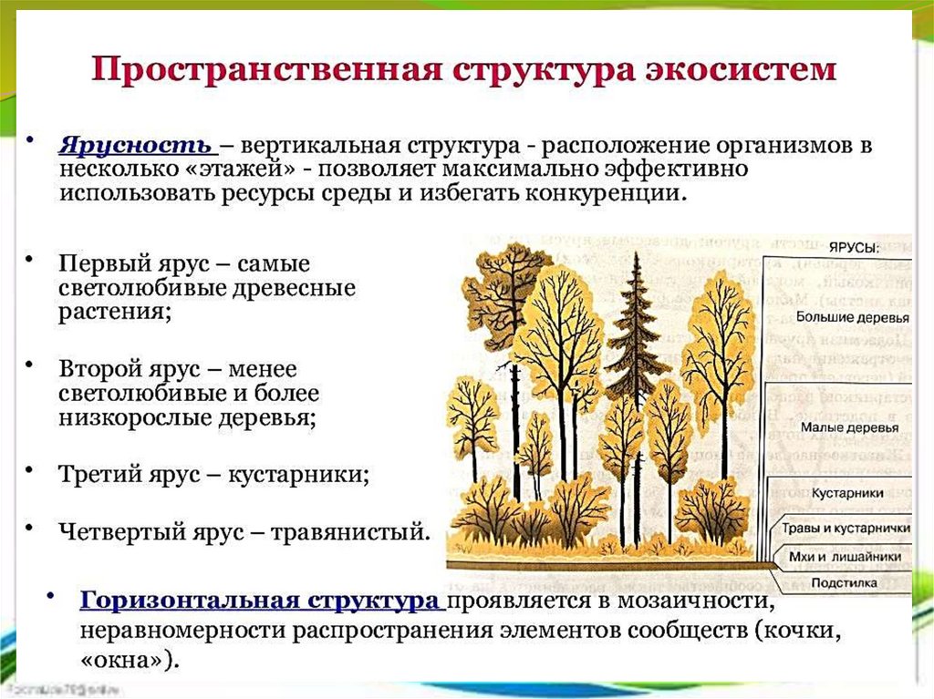 План описания экосистемы своей местности