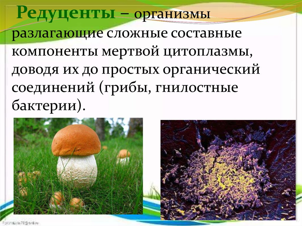 Бактерии и грибы составляют в экосистеме группу. Редуценты Разрушители грибы. Почвенные редуценты. Организмы редуценты. Редуценты примеры.
