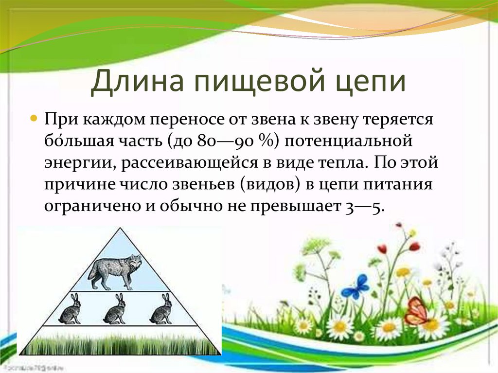 Правило 10 процентов экологическая пирамида