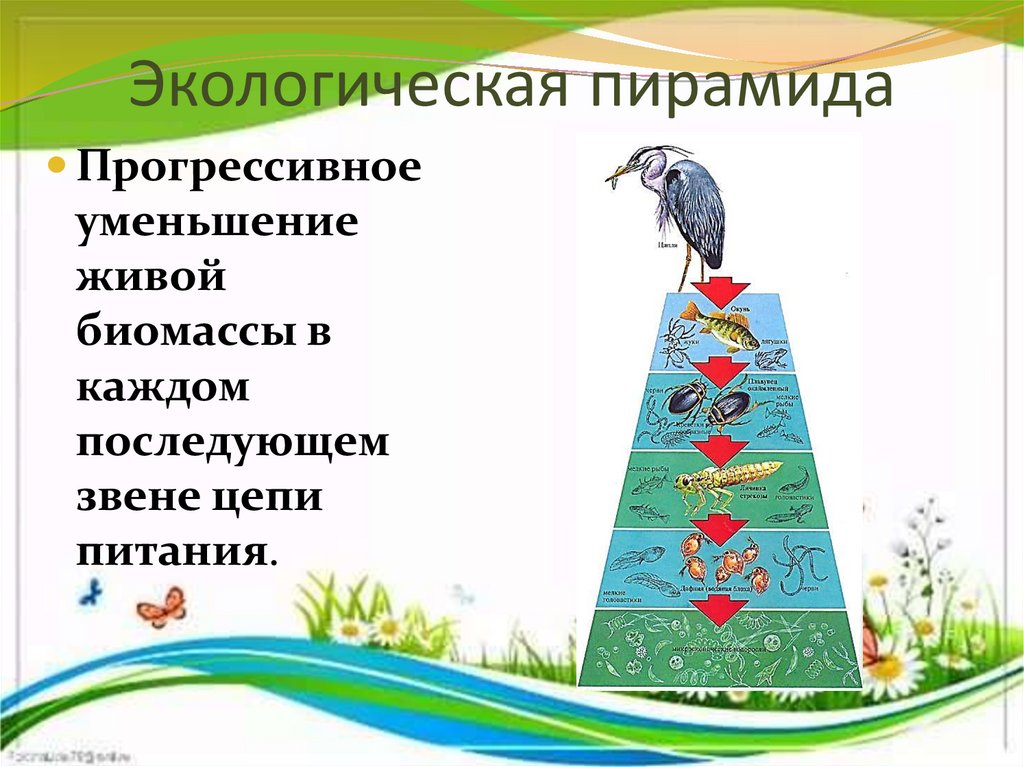 Экологическая пирамида. Экеологическаяпирамида. Типы экологических пирамид. Экологическая пирамида для дошкольников.