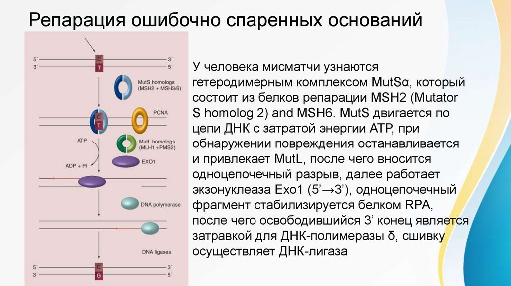 Пигментная ксеродерма - презентация онлайн