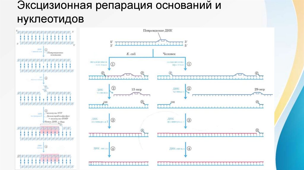 Пигментная ксеродерма - презентация онлайн