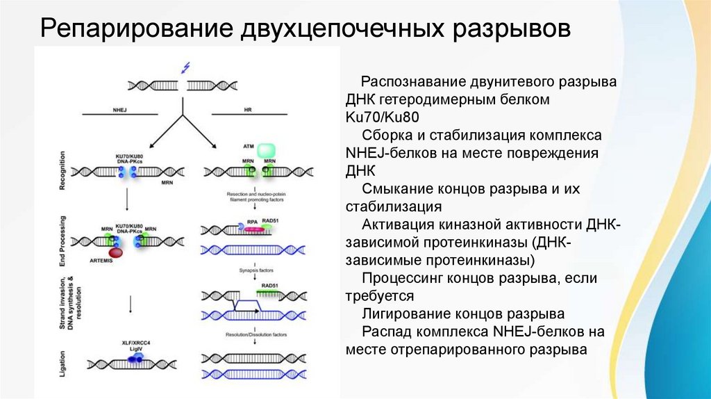 Пигментная ксеродерма - презентация онлайн