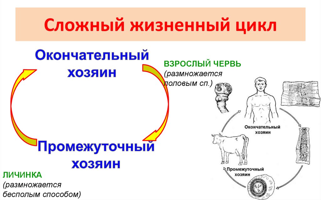 Жизненный цикл 7 класс