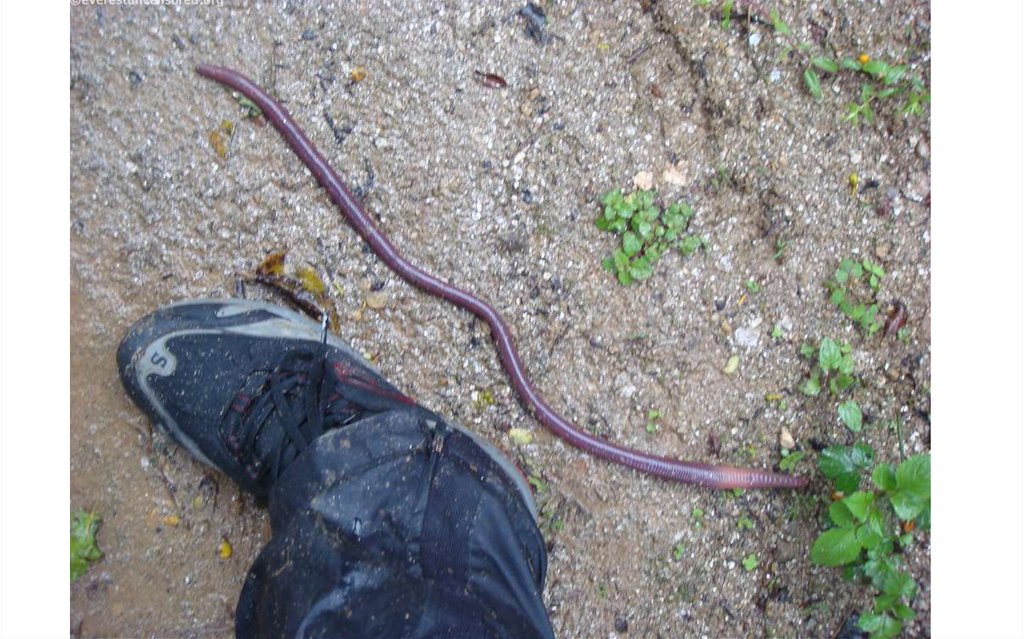 Листовой опад дождевой червь еж. Австралийский Земляной червь. Трехметровый червь Земляной.