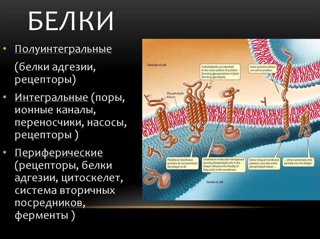 Белки каналы. Адгезионные белки. Адгезия белков. Адгезивные мембранные белки. Белки клеточной адгезии.