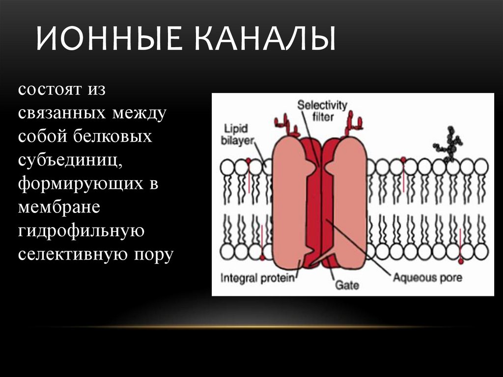 Состоит из связанных между собой. Строение ионного канала мембраны. Строение ионных каналов физиология. Ионные каналы мембран возбудимых тканей физиология. Дифференцировка ионных каналов на мембране.