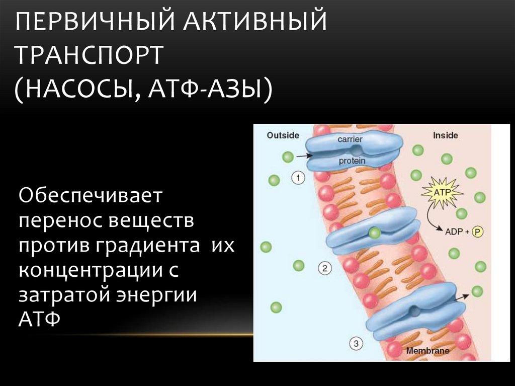 Обеспечивает перемещение веществ. Активный транспорт АТФ. Насосы активного транспорта. Первичный активный -насосы активный транспорт. АТФ аза первичный активный транспорт.