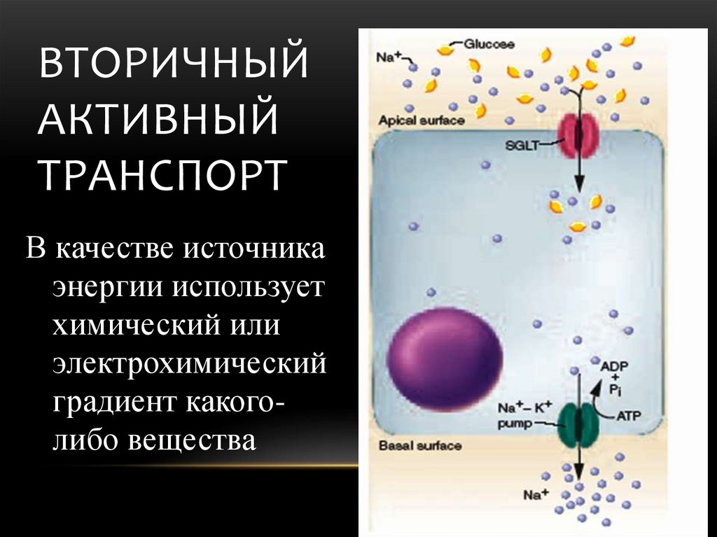 Электрохимический градиент. Вторично активный транспорт. Первичный и вторичный активный транспорт. Вторичный активный транспорт это физиология. Первично и вторично активный транспорт.