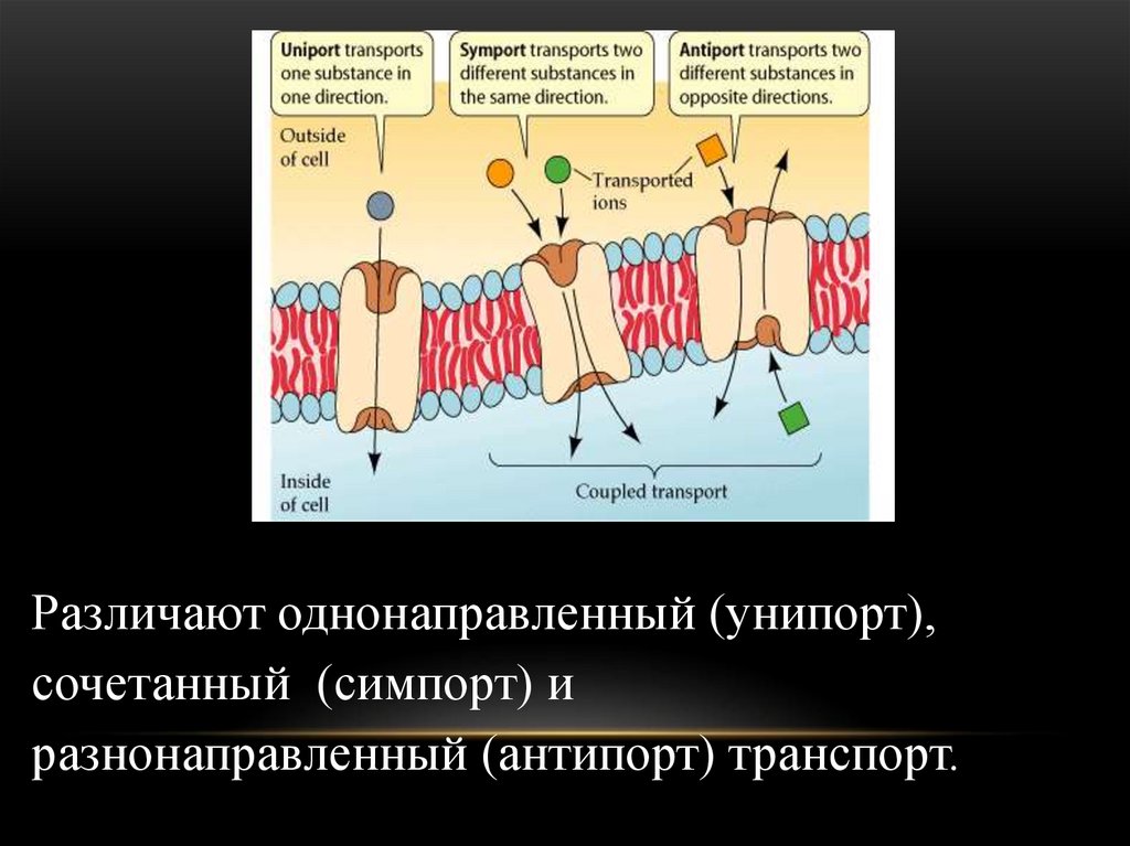 Возбудимые ткани физиология презентация