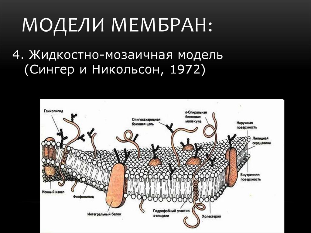 Мембрана возбудимой клетки. Мозаичная модель мембраны 1972. Жидкостно-мозаичная модель строения мембраны (Сингер, Николсон, 1972);. Жидкостно-мозаичная модель мембраны функции. Схема цитоплазматической мембраны жидкостно мозаичная модель.