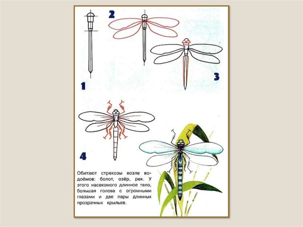 Уроки стрекозы. Поэтапное рисование Стрекозы. Схемы рисования насекомых. Стрекоза поэтапное рисование для детей. Поэтапное рисование насекомых.