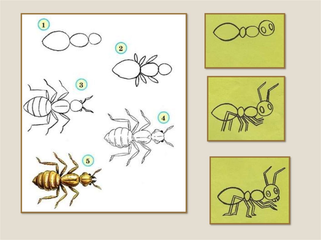 Конспект занятий подготовительной группе тема насекомые. Поэтапное рисование насекомых. Рисование насекомые в подготовительной гр. Насекомые для дошкольников рисование. Рисование насекомые старшая группа.