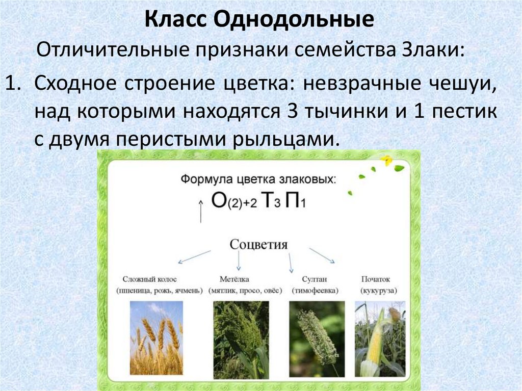 Семейства класса однодольные презентация