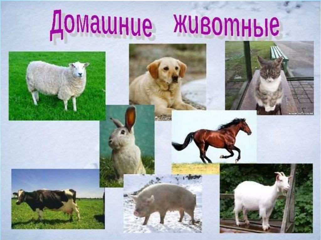 Порода это класс биология. Домашние животные. Domashnyye jiwotnyye. Домашние животные слайд. Домашние животные презентация.