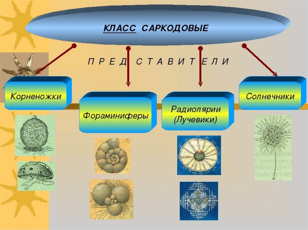 Простейшие 7 класс. Саркодовые лучевики. Лучевики и солнечники. Таблица лучевики солнечники корненожки. Представители класса Саркодовые корненожки.