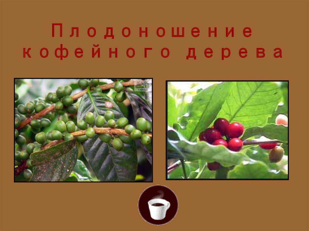 Плодоношение кофейного дерева